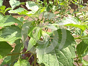 Tulsi plant photo