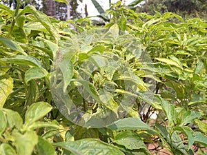 Tulsi plant photo