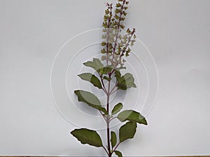 Tulsi leafs photo