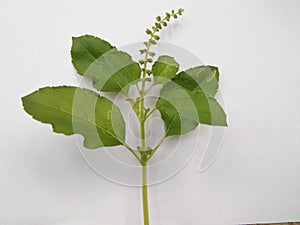 Tulsi leafs photo