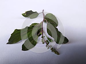 Tulsi leafs photo