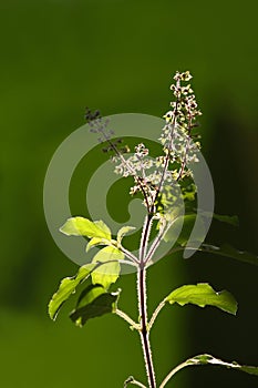 Tulsi plant