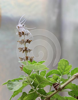 Tulsi plant