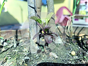 Tulsi plant holybasil