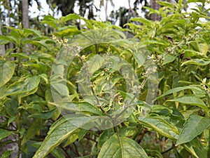 Tulsi plant photo