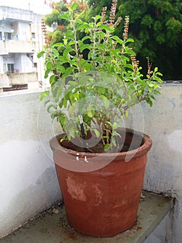 Tulsi plant at home