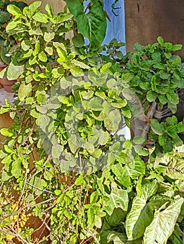 This is a Tulsi plant indoors. photo