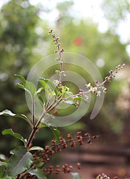 Tulsi plant-Lamiaceae Ocimum