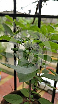 Tulsi plant