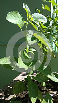 Tulsi Plant Other name is holy basil and  Ocimum tenuiflorum.The No.One Medicine plant .