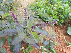Tulsi plant and seeds is a Health medicin seeds in India