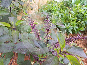 Tulsi plant and seeds is a Health medicin seeds in India