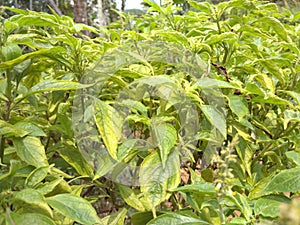 Tulsi plant photo