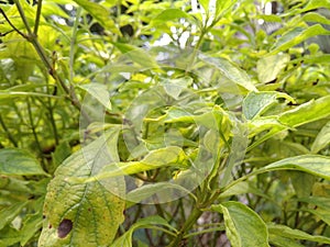 Tulsi plant photo