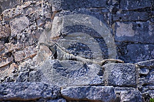 Tulum ancient Mayan port city on the Caribbean coast in Mexico YucatÃ¡n Peninsula. Views by El Castillo ruins. Central America. photo