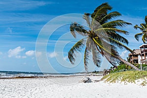 Tulum beach with beautiful palm trees, Caribbean Sea in Mexico.
