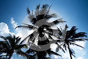 Tulum: Dark palm tree silhouettes