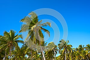 Tulum palm trees jungle on Mayan Riviera beach