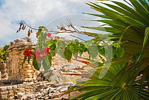 Tulum, Riviera Maya, Yucatan, Mexico: Red flowers and Ruins of the destroyed ancient Mayan city