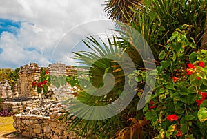 Tulum, Riviera Maya, Yucatan, Mexico: Red flowers and Ruins of the destroyed ancient Mayan city