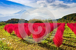 Tumble Weed and Mt. Fuji