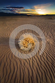 Tumble Weed on Sand dune at sunset in the Nevada Desert.