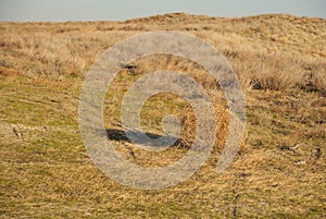 Tumbleweed