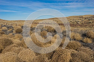 Tumbleweed and Barbed Wire Fence