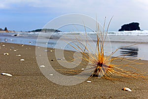 Tumbleweed on the beach