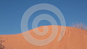 Tumbleweed blowing in the wind across pink sand dunes