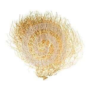 Tumbleweed Bush