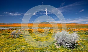 Tumbleweed among California Golden Poppies blooming in the southern California high desert Poppy Preserve