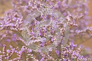 Tumbleweed grass field violet flowers