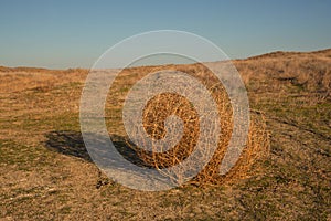 Tumbleweed