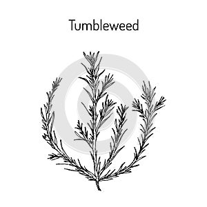 Tumbleweed Salsola collina , medicinal plant photo