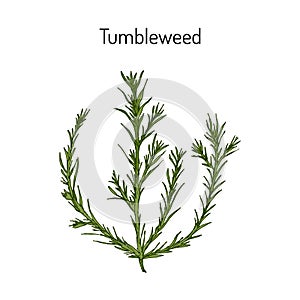 Tumbleweed Salsola collina , medicinal plant photo