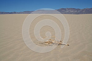 Tumbleweed on sand dune in California Desert