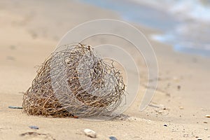 Tumbleweed on the sandy bank of the Omani Gulf