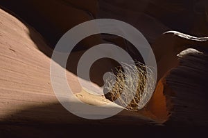 Tumbleweed sitting on eroded sandstone, Lower Antelope Canyon, Hasdestwazi, LeChee Chapter, Navajo Nation, Arizona photo