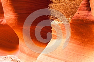 Tumbleweed in Slot Canyon