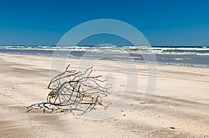 Tumbleweed stuck in the sand at the beach on a sunny day