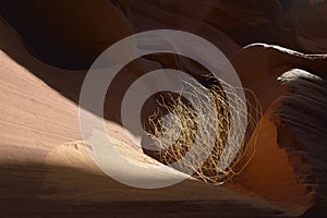 Tumbleweed wedged in a sandstone slot, Lower Antelope Canyon, Hasdestwazi, LeChee Chapter, Navajo Nation, Arizona photo