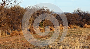 Tumbleweeds line the fence