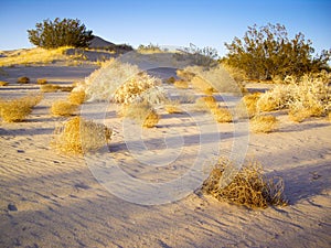 Tumbleweeds of Mojave Desert