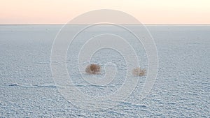 Tumbleweeds roll across the surface of a salt lake