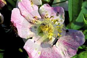 Tumbling Flower Beetle   22877