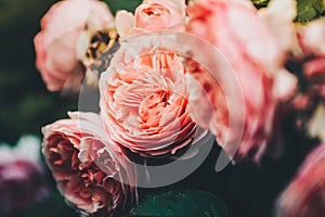 Tumblr roses photo