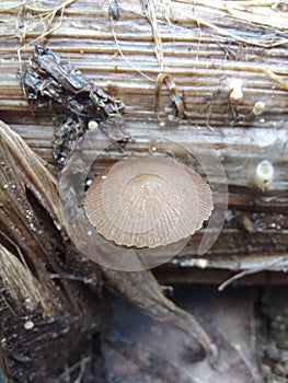 Tumbuh di tempat seadanya