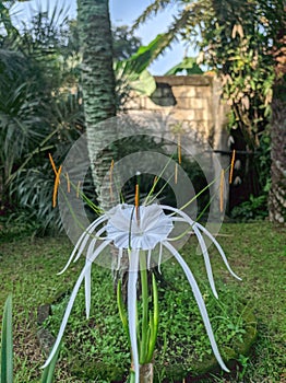 Tumbuhan Bunga - Indonesia