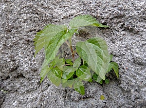 Tumbuhan liar y Itchy wild plants on the skin